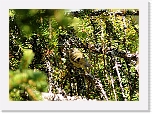 hippiainen Goldcrest _8461 * 800 x 572 * (577KB)